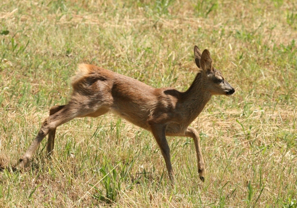 Il Capriolo